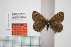 Erebia cassioides kinoshitai Beshkov, 1996 [паратип NMNHSINV01112] (c) Национален природонаучен музей, БАН — Колекция Безгръбначни животни (NMNHS-INV)