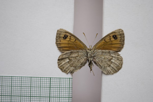 Erebia cassioides kinoshitai Beshkov, 1996 [паратип NMNHSINV01112] (2) (c) Национален природонаучен музей, БАН — Колекция Безгръбначни животни (NMNHS-INV)
