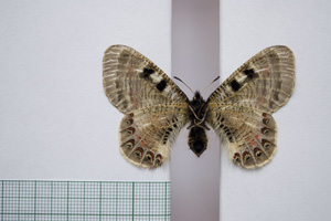 Doritis apollinus thracica Buresch, 1915 [lectotype NMNHSINV01130] (2) (c) National Museum of Natural History, BAS — Invertebrates Collection (NMNHS-INV)