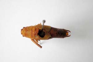 Isophya medimontana Nedelkov, 1908 [syntype NMNHSINV0247] (c) National Museum of Natural History, BAS — Invertebrates Collection (NMNHS-INV)