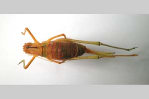 Isophya petkovi Peshev, 1959 [paratype NMNHSINV0251] (c) National Museum of Natural History, BAS — Invertebrates Collection (NMNHS-INV)