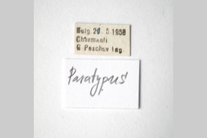 Isophya petkovi Peshev, 1959 [paratype NMNHSINV0251] (2) (c) National Museum of Natural History, BAS — Invertebrates Collection (NMNHS-INV)