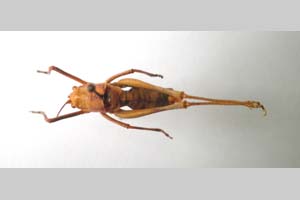 Poecilimon pechevi Andreeva, 1978 [lectotype NMNHSINV0252] (c) National Museum of Natural History, BAS — Invertebrates Collection (NMNHS-INV)
