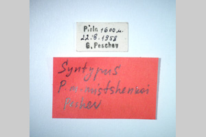 Poecilimon mistshenkoi mistshenkoi Peshev, 1980 [syntypes NMNHSINV0254] (2) (c) National Museum of Natural History, BAS — Invertebrates Collection (NMNHS-INV)