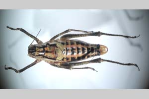 Poecilimon mistshenkoi tinkae Peshev, 1980 [paratypes NMNHSINV0255] (c) National Museum of Natural History, BAS — Invertebrates Collection (NMNHS-INV)