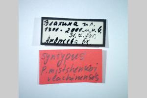 Poecilimon mistshenkoi vlachinensis Peshev, 1980 [syntypes NMNHSINV0256] (2) (c) National Museum of Natural History, BAS — Invertebrates Collection (NMNHS-INV)