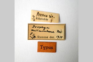Isophya medimontana Nedelkov, 1908 [syntype NMNHSINV0247] (2) (c) National Museum of Natural History, BAS — Invertebrates Collection (NMNHS-INV)