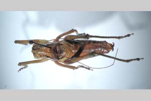 Poecilimon affinis ruenensis Peshev, 1980 [paratypes NMNHSINV0257] (c) National Museum of Natural History, BAS — Invertebrates Collection (NMNHS-INV)