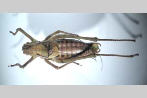 Poecilimon affinis rilensis Peshev, 1980 [holotype NMNHSINV0258] (c) National Museum of Natural History, BAS — Invertebrates Collection (NMNHS-INV)