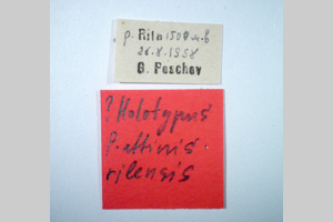 Poecilimon affinis rilensis Peshev, 1980 [holotype NMNHSINV0258] (2) (c) National Museum of Natural History, BAS — Invertebrates Collection (NMNHS-INV)