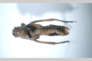 Poecilimon affinis rilensis Peshev, 1980 [syntype NMNHSINV0259] (c) National Museum of Natural History, BAS — Invertebrates Collection (NMNHS-INV)