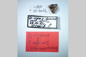 Poecilimon affinis rilensis Peshev, 1980 [syntype NMNHSINV0259] (2) (c) National Museum of Natural History, BAS — Invertebrates Collection (NMNHS-INV)
