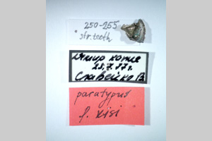 Poecilimon kisi Peshev, 1980 [paratype NMNHSINV0260] (2) (c) National Museum of Natural History, BAS — Invertebrates Collection (NMNHS-INV)