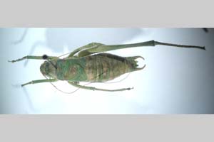 Isophya rammei Peshev, 1981 [holotype NMNHSINV0261] (c) National Museum of Natural History, BAS — Invertebrates Collection (NMNHS-INV)