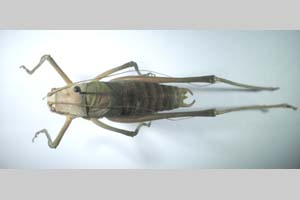 Isophya kisi Peshev, 1981 [holotype NMNHSINV0262] (c) National Museum of Natural History, BAS — Invertebrates Collection (NMNHS-INV)