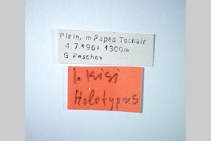 Isophya kisi Peshev, 1981 [holotype NMNHSINV0262] (2) (c) National Museum of Natural History, BAS — Invertebrates Collection (NMNHS-INV)