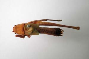 Isophya burmevi Nedelkov, 1908 [syntype NMNHSINV0248] (c) National Museum of Natural History, BAS — Invertebrates Collection (NMNHS-INV)