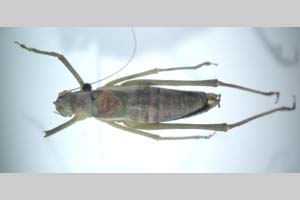 Isophya gulae Peshev, 1981 [holotype NMNHSINV0263] (c) National Museum of Natural History, BAS — Invertebrates Collection (NMNHS-INV)