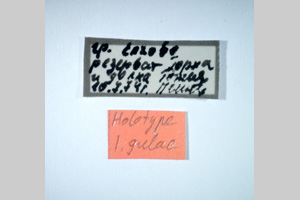 Isophya gulae Peshev, 1981 [holotype NMNHSINV0263] (2) (c) National Museum of Natural History, BAS — Invertebrates Collection (NMNHS-INV)