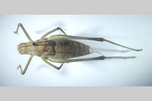 Isophya gulae Peshev, 1981 [holotype NMNHSINV0264] (c) National Museum of Natural History, BAS — Invertebrates Collection (NMNHS-INV)