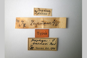 Isophya burmevi Nedelkov, 1908 [syntype NMNHSINV0248] (2) (c) National Museum of Natural History, BAS — Invertebrates Collection (NMNHS-INV)