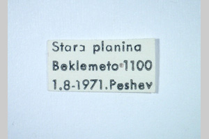 Isophya pravdini pravdini Peshev, 1985 [syntypes NMNHSINV0266] (2) (c) National Museum of Natural History, BAS — Invertebrates Collection (NMNHS-INV)