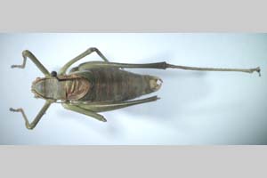 Isophya pravdini adamovici Peshev, 1985 [holotype NMNHSINV0267] (c) National Museum of Natural History, BAS — Invertebrates Collection (NMNHS-INV)