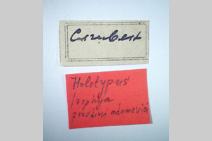 Isophya pravdini adamovici Peshev, 1985 [holotype NMNHSINV0267] (2) (c) National Museum of Natural History, BAS — Invertebrates Collection (NMNHS-INV)