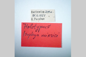 Isophya miksici Peshev, 1985 [holotype NMNHSINV0268] (2) (c) National Museum of Natural History, BAS — Invertebrates Collection (NMNHS-INV)