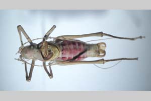 Poecilimon jablanicensis Chobanov et Heller, 2010 [holotype NMNHSINV0269] (c) National Museum of Natural History, BAS — Invertebrates Collection (NMNHS-INV)