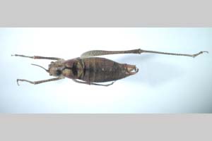 Poecilimon roseoviridis Chobanov et Kaya, in press [holotype NMNHSINV0270] (c) National Museum of Natural History, BAS — Invertebrates Collection (NMNHS-INV)