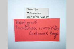 Poecilimon roseoviridis Chobanov et Kaya, in press [holotype NMNHSINV0270] (2) (c) National Museum of Natural History, BAS — Invertebrates Collection (NMNHS-INV)