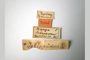 Isophya tschirpanensis Nedelkov, 1908 [syntype NMNHSINV0249] (2) (c) National Museum of Natural History, BAS — Invertebrates Collection (NMNHS-INV)