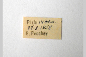 Isophya bureschi Peshev, 1959 [syntypes NMNHSINV0250] (2) (c) National Museum of Natural History, BAS — Invertebrates Collection (NMNHS-INV)