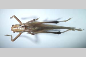 Tettigonia caudata flava Nedelkov, 1908 [holotype NMNHSINV0271] (c) National Museum of Natural History, BAS — Invertebrates Collection (NMNHS-INV)