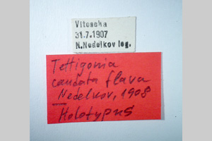 Tettigonia caudata flava Nedelkov, 1908 [holotype NMNHSINV0271] (2) (c) National Museum of Natural History, BAS — Invertebrates Collection (NMNHS-INV)