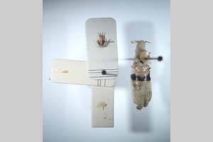 Eupholidoptera marani Peshev, 1960 [holotype NMNHSINV0272] (c) National Museum of Natural History, BAS — Invertebrates Collection (NMNHS-INV)