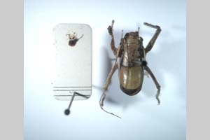 Eupholidoptera beybienkoi Peshev, 1962 [holotype NMNHSINV0273] (c) National Museum of Natural History, BAS — Invertebrates Collection (NMNHS-INV)