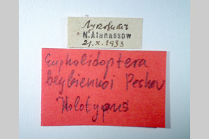 Eupholidoptera beybienkoi Peshev, 1962 [holotype NMNHSINV0273] (2) (c) National Museum of Natural History, BAS — Invertebrates Collection (NMNHS-INV)