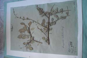 Amygdalus zabulica Seraf. [тип SOXXXXXX0012] (c) Софийски университет ‘Св. Климент Охридски’ — Хербариум на Биологически факултет (SO)