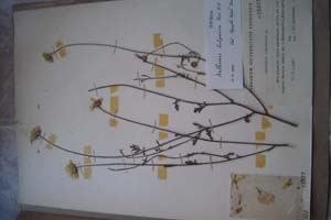 Anthemis bulgarica Thin N. N. [холотип SOXXXXXX0014] (c) Софийски университет ‘Св. Климент Охридски’ — Хербариум на Биологически факултет (SO)