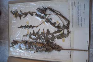 Acanthus ponticus D. Jord. [холотип SOXXXXXX0015] (c) Софийски университет ‘Св. Климент Охридски’ — Хербариум на Биологически факултет (SO)