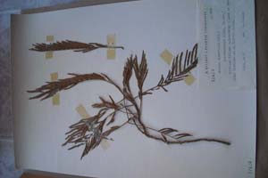 Acacia tenuifolia Willd. var. veraensis Kitan. (n.var) [тип SOXXXXXX0016] (c) Софийски университет ‘Св. Климент Охридски’ — Хербариум на Биологически факултет (SO)