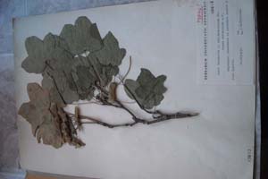 Acer campestre L. var. hebecarpum DC forma obtusiloba n.f. [холотип SOXXXXXX0017] (c) Софийски университет ‘Св. Климент Охридски’ — Хербариум на Биологически факултет (SO)