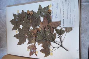 Acer hyrcanum F. M. ssp. intermedium (Panč) [type SOXXXXXX0018] Sofia University ‘St. Kliment Ohridski’ — Biological Faculty — Herbarium (SO)
