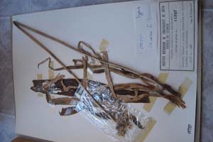Allium nigrum L. [холотип SOXXXXXX0019] (c) Софийски университет ‘Св. Климент Охридски’ — Хербариум на Биологически факултет (SO)