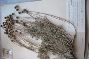 Anthemis hinkovae Thin N. N. [тип SOXXXXXX0022] (c) Софийски университет ‘Св. Климент Охридски’ — Хербариум на Биологически факултет (SO)
