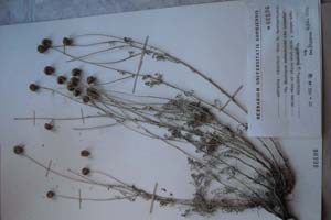 Anthemis hinkovae Thin N. N. [тип SOXXXXXX0023] (c) Софийски университет ‘Св. Климент Охридски’ — Хербариум на Биологически факултет (SO)
