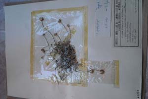 Anthemis tenuiloba DC. var. thasia Stoj. et Kit. (var. n.) [холотип SOXXXXXX0028] (c) Софийски университет ‘Св. Климент Охридски’ — Хербариум на Биологически факултет (SO)