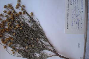 Anthemis tinktoria L. var. amulosa Thin N. N. (var nov) [тип SOXXXXXX0032] (c) Софийски университет ‘Св. Климент Охридски’ — Хербариум на Биологически факултет (SO)